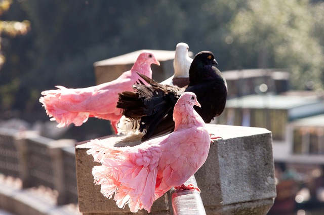 疑是吸引力 疑是吸引力